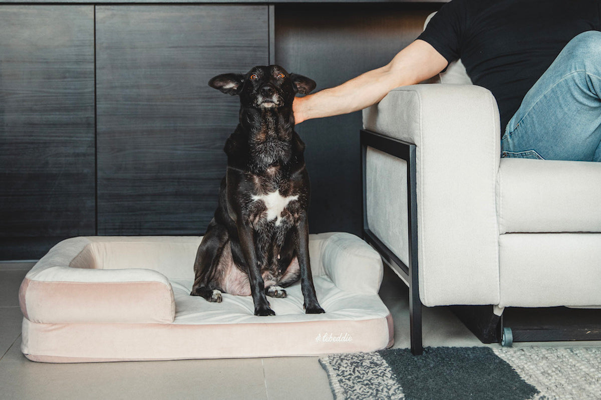 LEBEDDIE ÚTULNO Luxusní ortopedický pelech pro psy