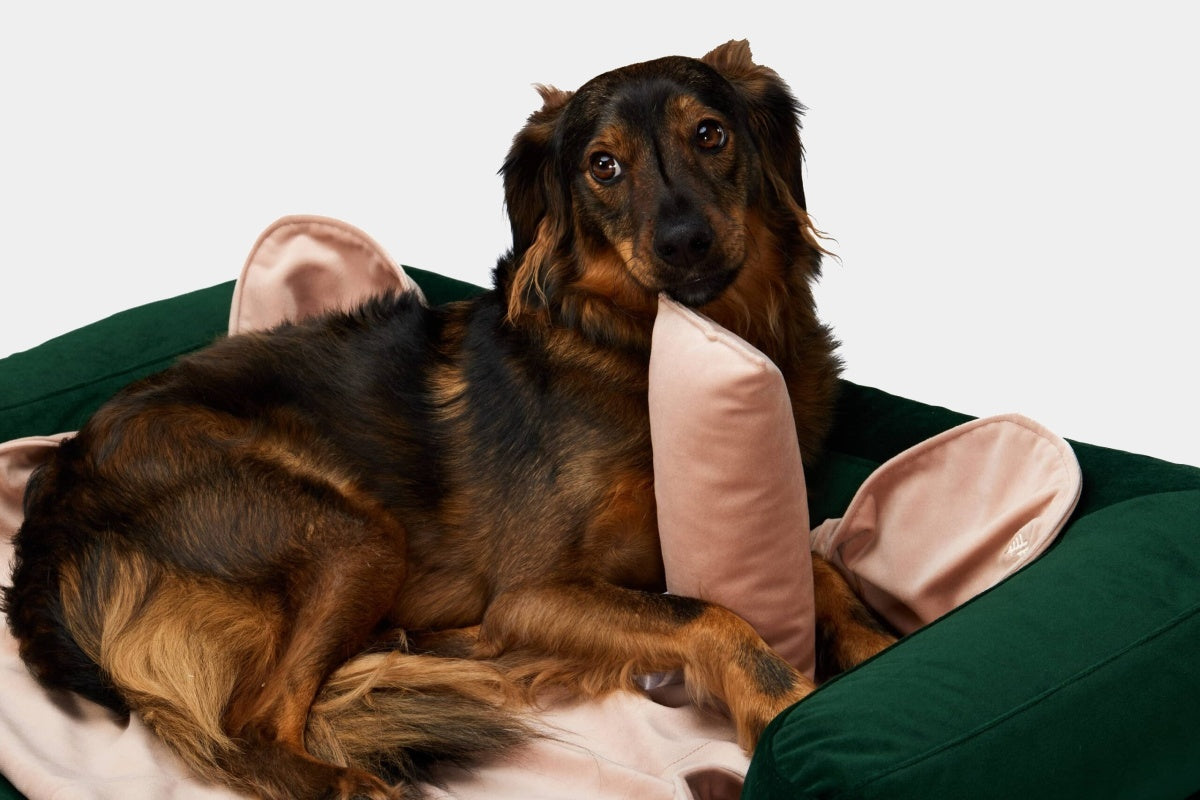 LEBEDDIE Sametový polštářek do pelechu pro psy