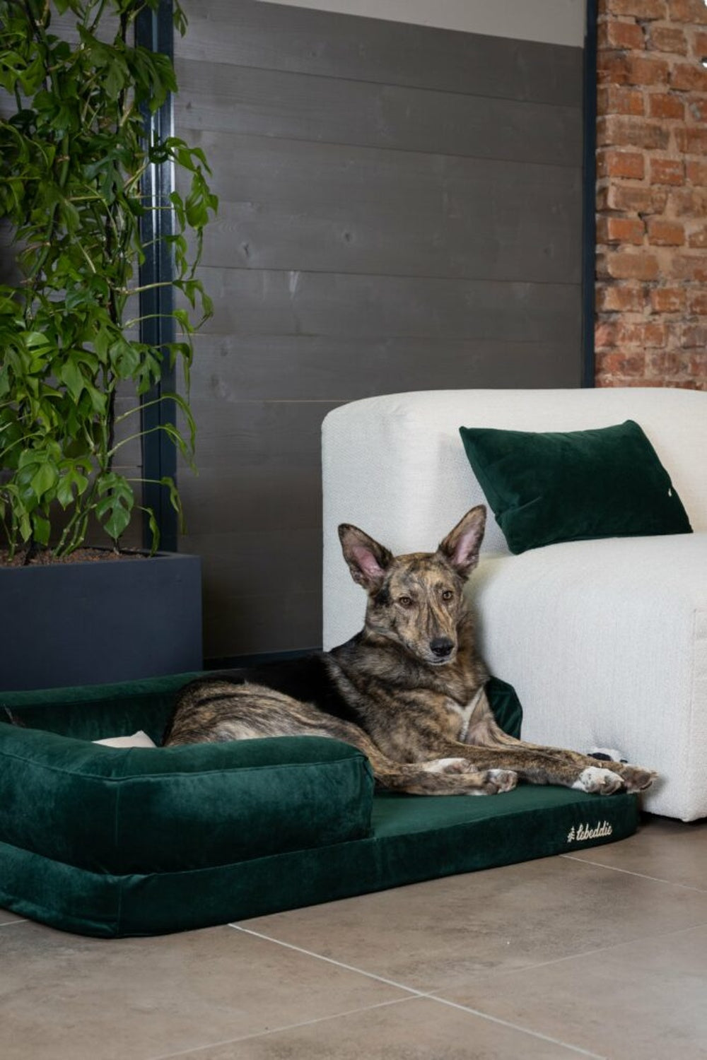 LEBEDDIE ÚTULNO Luxusní ortopedický pelech pro psy