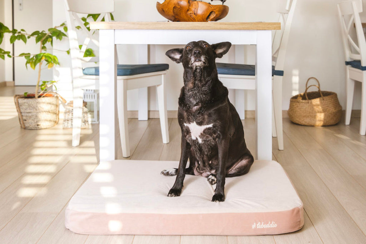 LEBEDDIE ČISTINKA ortopedický pelech pro psy