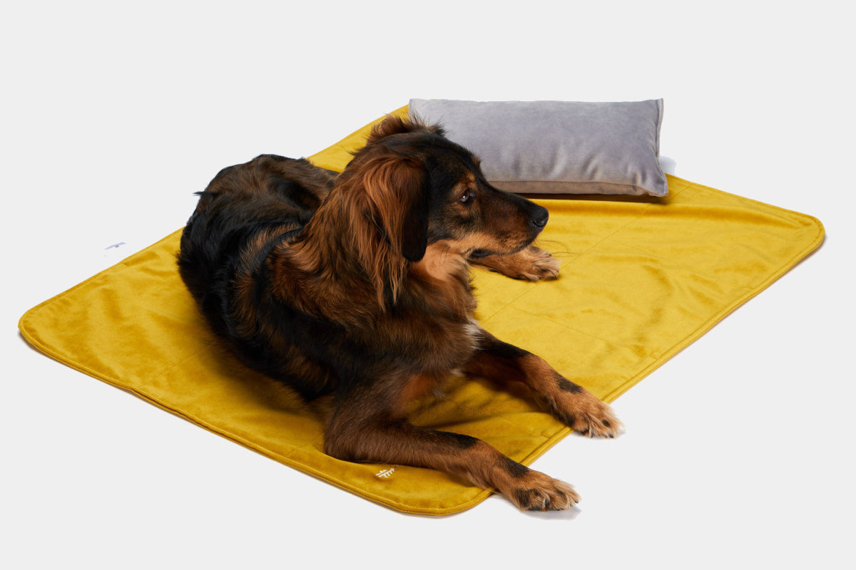 LEBEDDIE Luxusní sametová deka pro psa