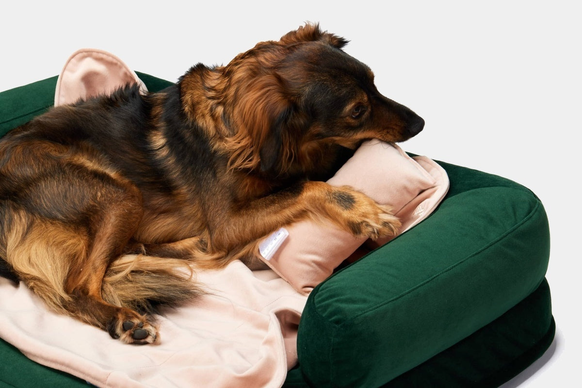LEBEDDIE Luxusní sametová deka pro psa
